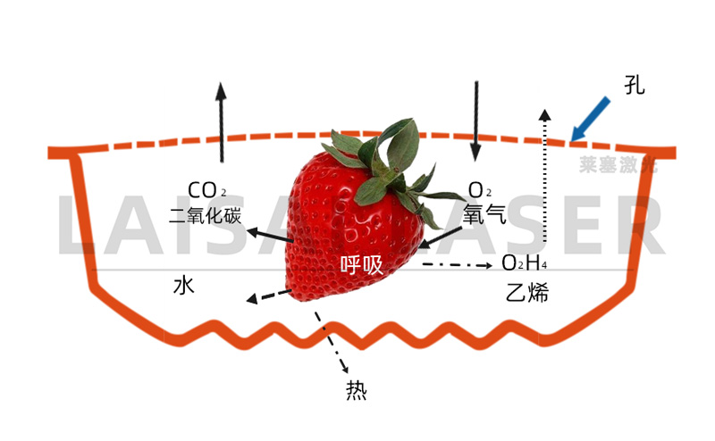 激光打孔——气调果蔬保鲜包装运用方案(图3)